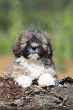 LHASSA APSO 095